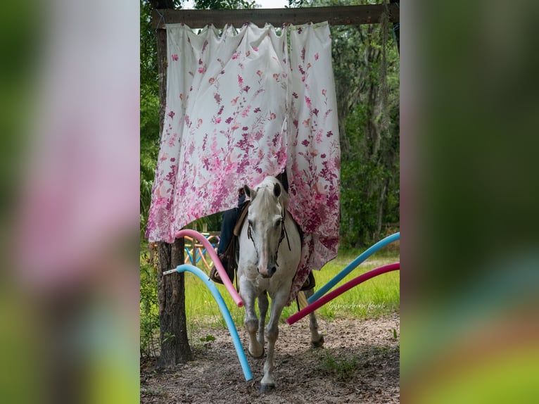 Caballo cuarto de milla Yegua 10 años 152 cm Tordo in Morriston, FL