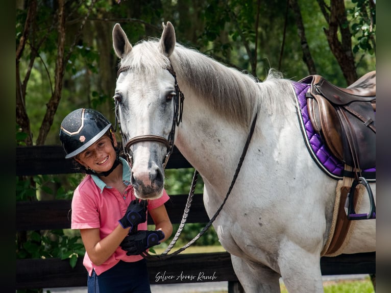 Caballo cuarto de milla Yegua 10 años 152 cm Tordo in Morriston, FL