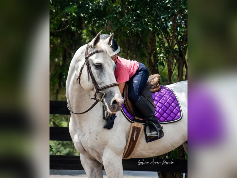 Caballo cuarto de milla Yegua 10 años 152 cm Tordo in Morriston, FL