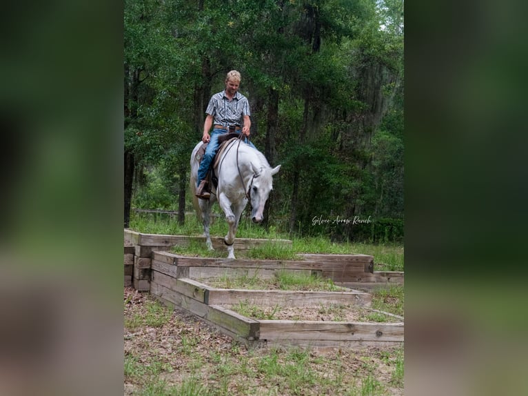 Caballo cuarto de milla Yegua 10 años 152 cm Tordo in Morriston, FL