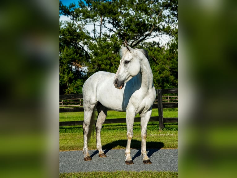 Caballo cuarto de milla Yegua 10 años 152 cm Tordo in Morriston, FL