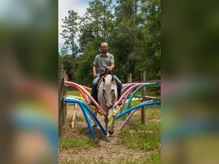 Caballo cuarto de milla Yegua 10 años 152 cm Tordo in Morriston, FL