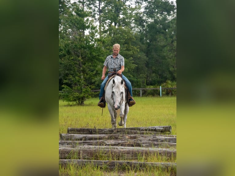 Caballo cuarto de milla Yegua 10 años 152 cm Tordo in Morriston, FL
