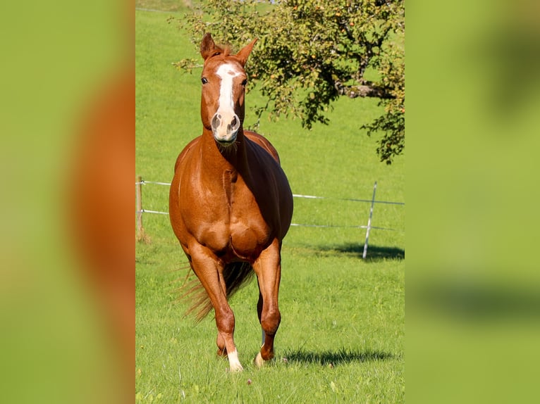 Caballo cuarto de milla Yegua 10 años 154 cm Alazán in Bischofszell