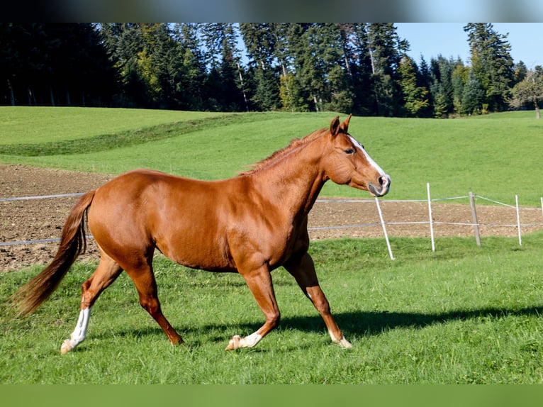 Caballo cuarto de milla Yegua 10 años 154 cm Alazán in Bischofszell