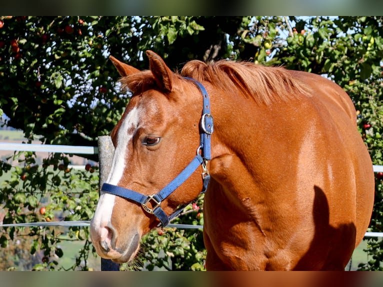 Caballo cuarto de milla Yegua 10 años 154 cm Alazán in Bischofszell