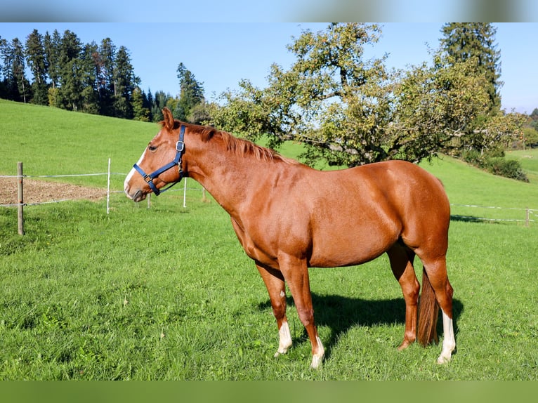 Caballo cuarto de milla Yegua 10 años 154 cm Alazán in Bischofszell