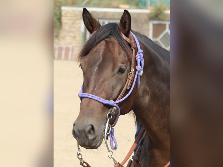 Caballo cuarto de milla Yegua 10 años 154 cm Castaño oscuro in Rhede