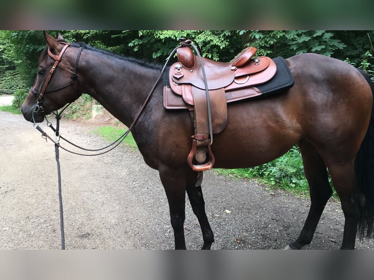 Caballo cuarto de milla Yegua 10 años 154 cm Castaño in Rhede