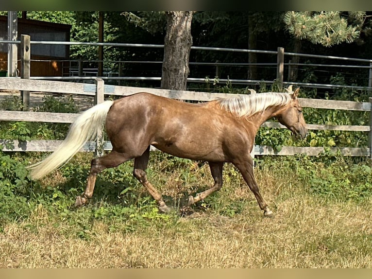 Caballo cuarto de milla Yegua 10 años 154 cm Palomino in Haan