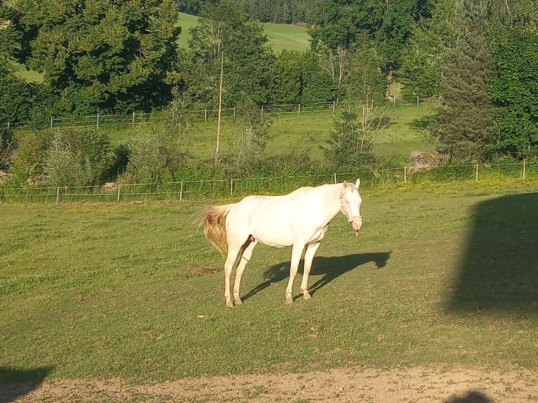 Caballo cuarto de milla Yegua 10 años 155 cm Cremello in Pramhöf Caballo cuarto de milla Yegua 10 años 155 cm Cremello in Pramhöf