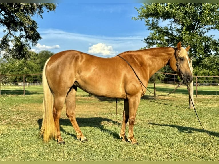 Caballo cuarto de milla Yegua 10 años 155 cm Palomino in Dennis, TX