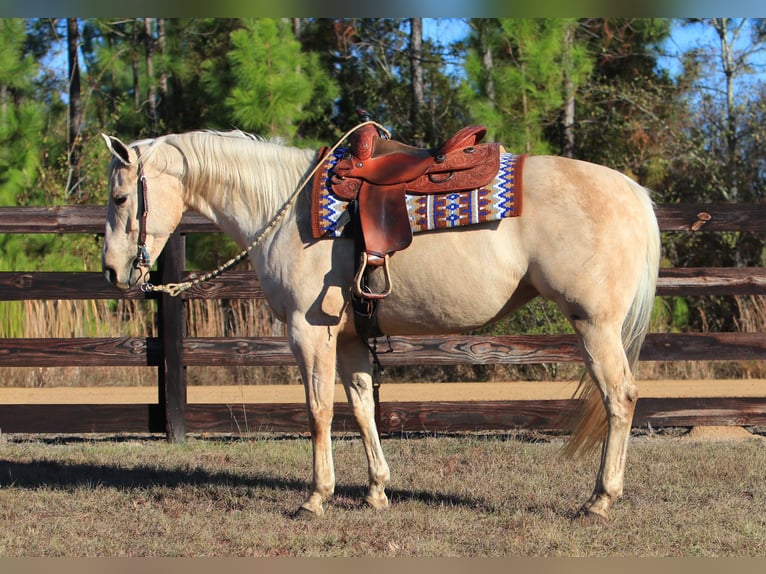 Caballo cuarto de milla Yegua 10 años 155 cm Palomino in Vidalia