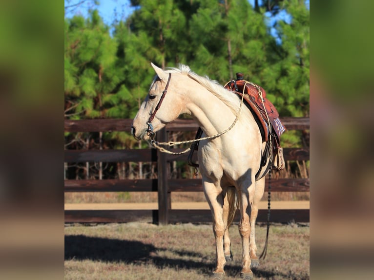 Caballo cuarto de milla Yegua 10 años 155 cm Palomino in Vidalia