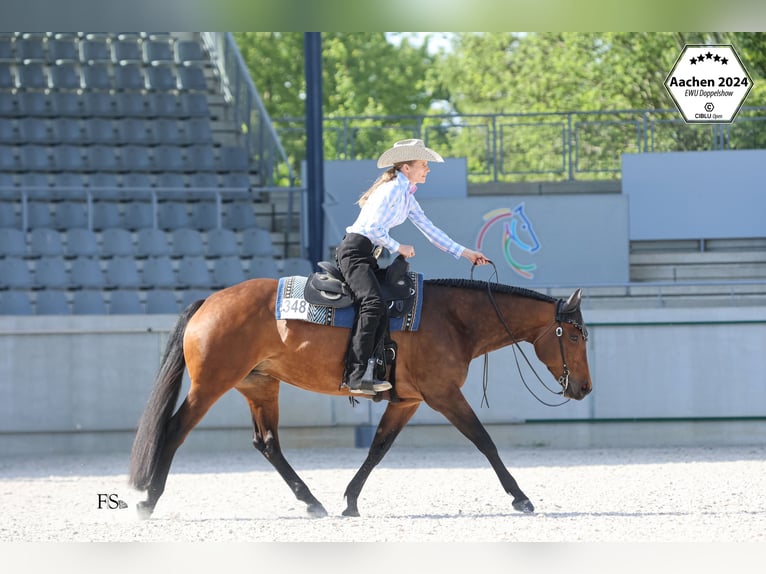 Caballo cuarto de milla Yegua 10 años 156 cm Morcillo in Burscheid