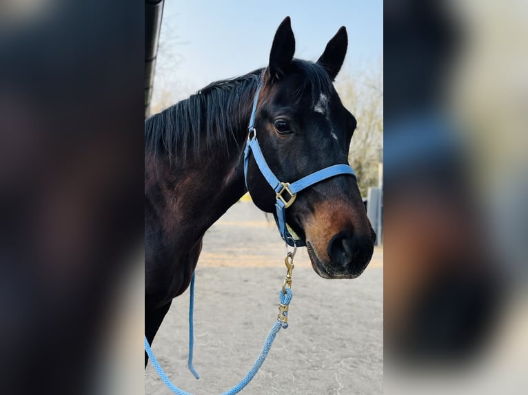 Caballo cuarto de milla Yegua 10 años 158 cm Alazán-tostado in Bad Dürkheim