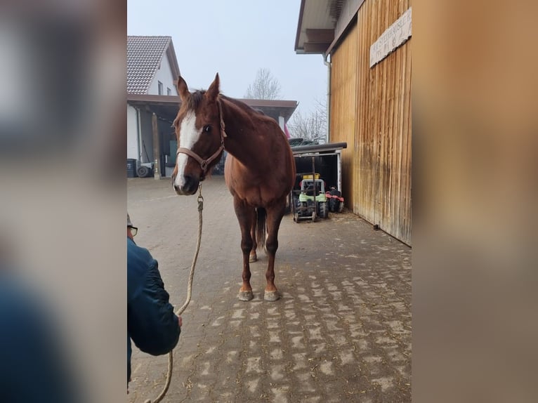 Caballo cuarto de milla Yegua 10 años 160 cm Alazán-tostado in Langenau