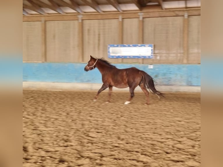 Caballo cuarto de milla Yegua 10 años 160 cm Alazán-tostado in Langenau