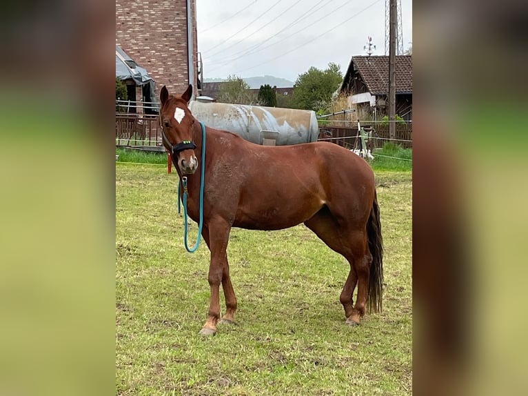 Caballo cuarto de milla Yegua 10 años 163 cm Alazán in Golmbach