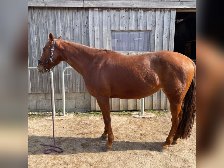 Caballo cuarto de milla Yegua 10 años 163 cm Alazán in Golmbach