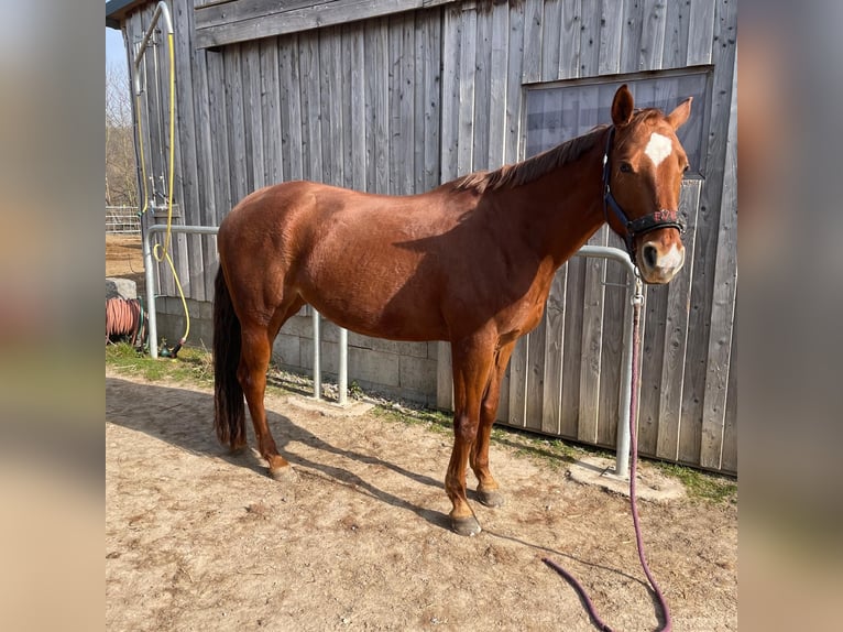 Caballo cuarto de milla Yegua 10 años 163 cm Alazán in Golmbach