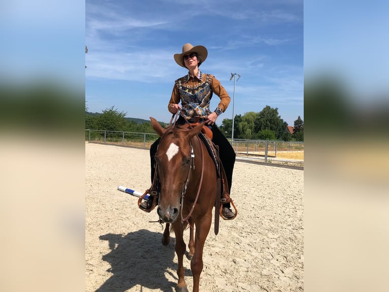 Caballo cuarto de milla Yegua 10 años 163 cm Alazán in Golmbach