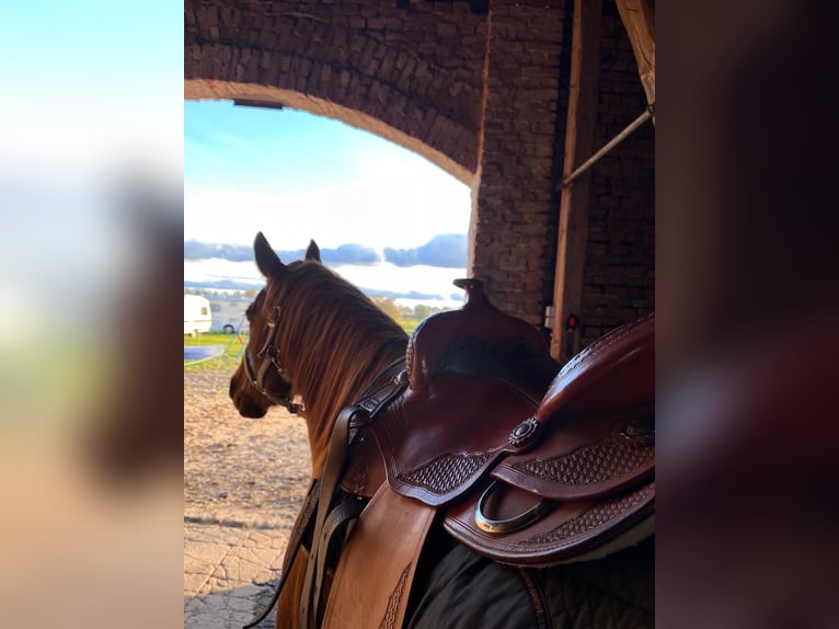 Caballo cuarto de milla Yegua 10 años Alazán in Rathenow