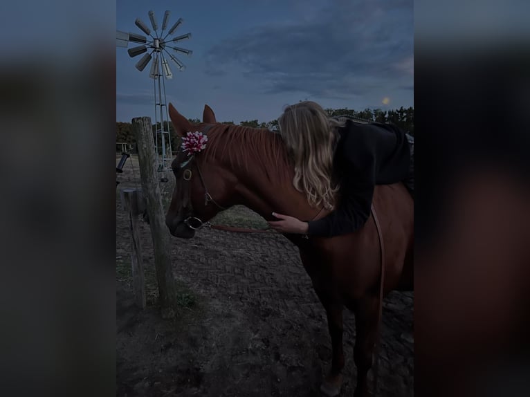 Caballo cuarto de milla Yegua 10 años Alazán in Rathenow