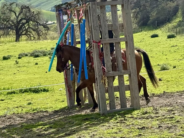 Caballo cuarto de milla Yegua 10 años Bayo in Tres Pinos
