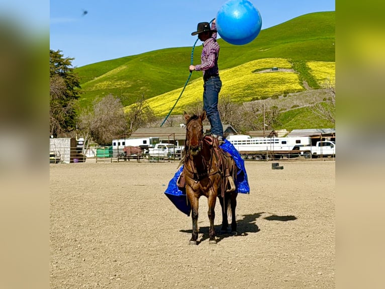 Caballo cuarto de milla Yegua 10 años Bayo in Tres Pinos