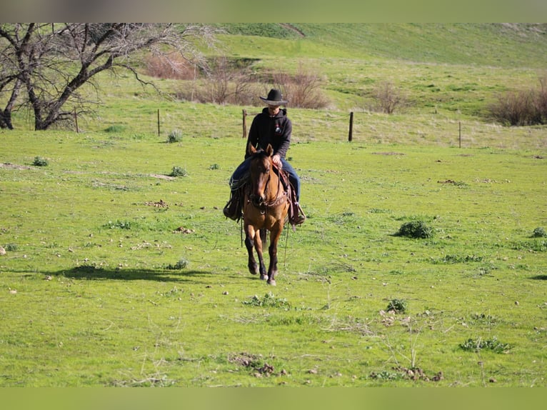 Caballo cuarto de milla Yegua 10 años Bayo in Tres Pinos