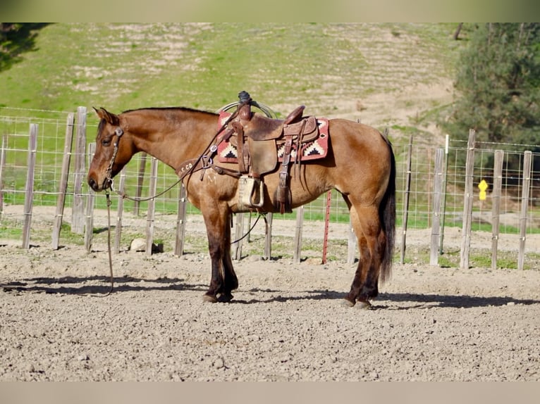 Caballo cuarto de milla Yegua 10 años Bayo in Tres Pinos