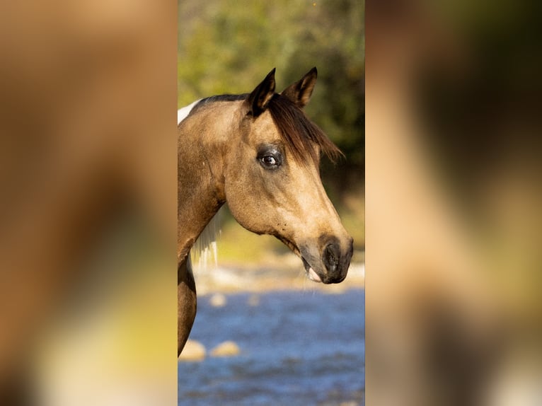 Caballo cuarto de milla Yegua 10 años Buckskin/Bayo in Guthrie OK