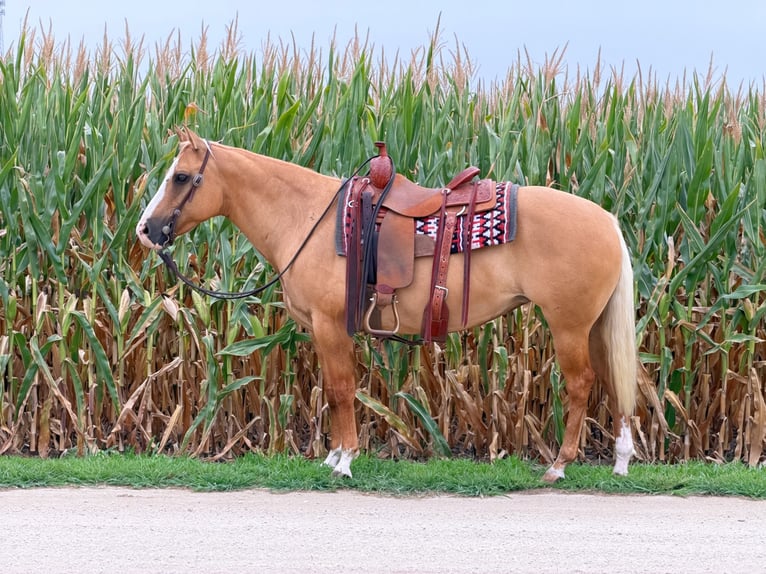 Caballo cuarto de milla Yegua 10 años Palomino in Cannon Falls