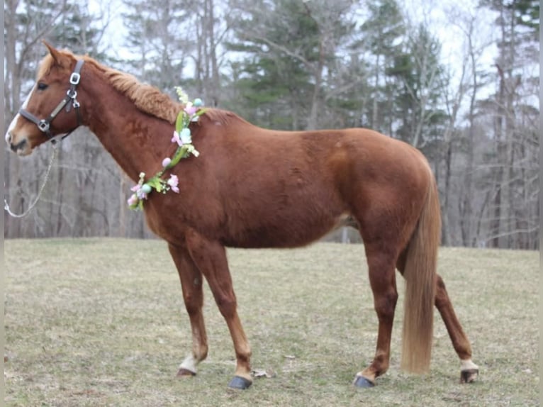 Caballo cuarto de milla Yegua 11 años 147 cm Alazán-tostado in Middleboro