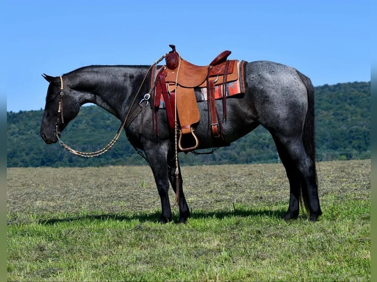 Caballo cuarto de milla Yegua 11 años 147 cm Ruano azulado in Rebersburg, PA