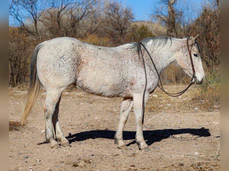 Caballo cuarto de milla Yegua 11 años 147 cm Tordo in Camp Verde AZ