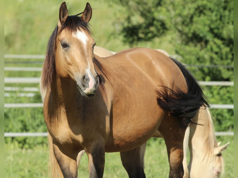 Caballo cuarto de milla Yegua 11 años 148 cm Buckskin/Bayo in Waldshut-Tiengen