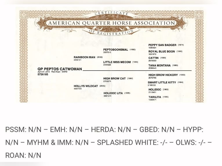 Caballo cuarto de milla Yegua 11 años 149 cm Ruano alazán in Salzwedel