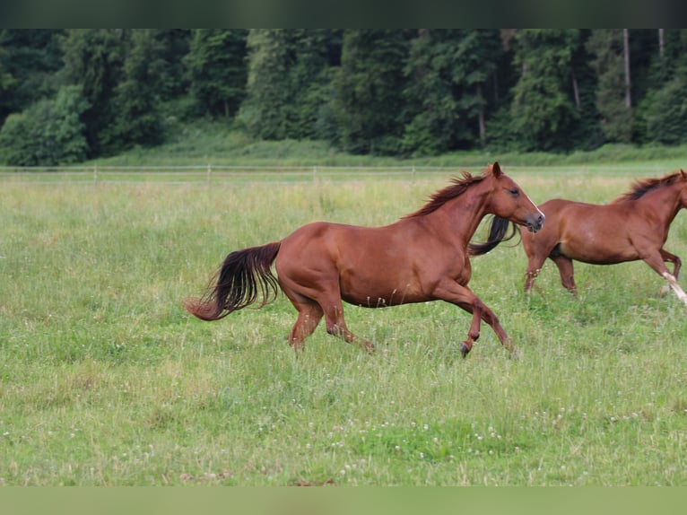 Caballo cuarto de milla Yegua 11 años 150 cm Alazán in Waldshut-Tiengen