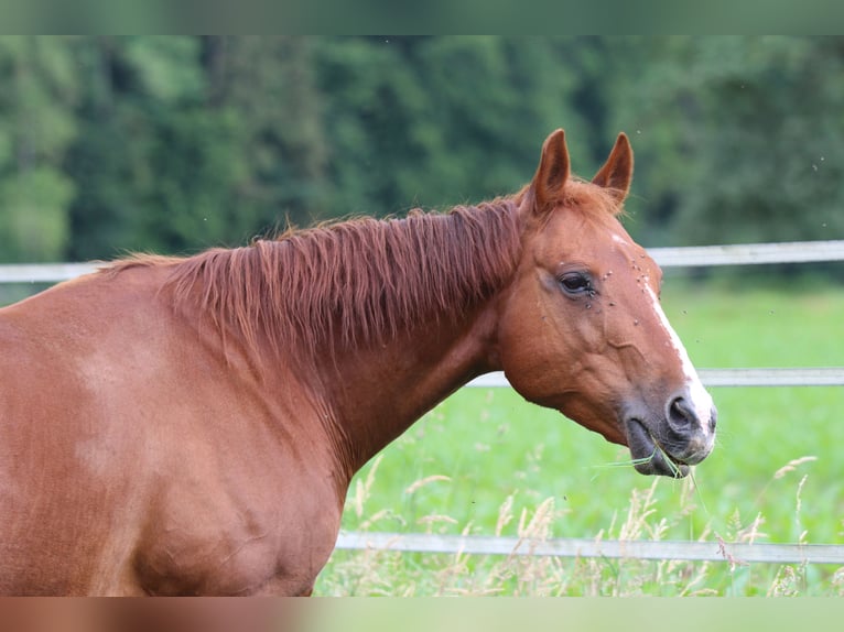 Caballo cuarto de milla Yegua 11 años 150 cm Alazán in Waldshut-Tiengen