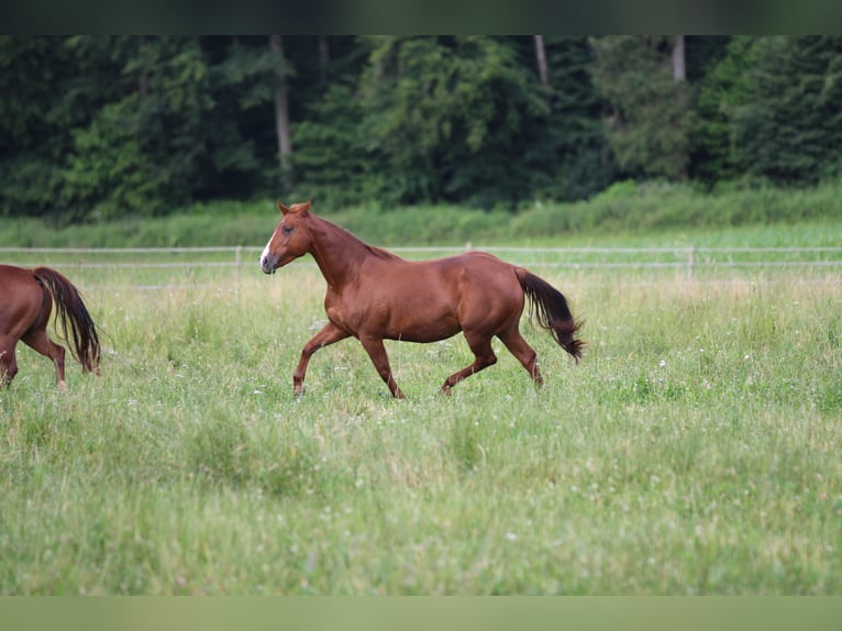 Caballo cuarto de milla Yegua 11 años 150 cm Alazán in Waldshut-Tiengen