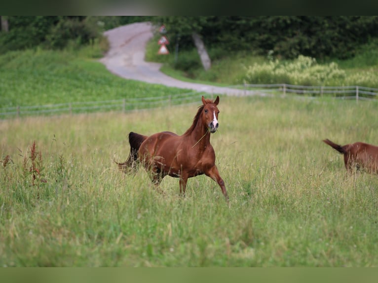 Caballo cuarto de milla Yegua 11 años 150 cm Alazán in Waldshut-Tiengen