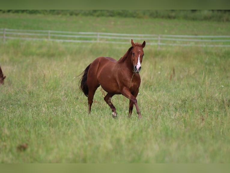 Caballo cuarto de milla Yegua 11 años 150 cm Alazán in Waldshut-Tiengen