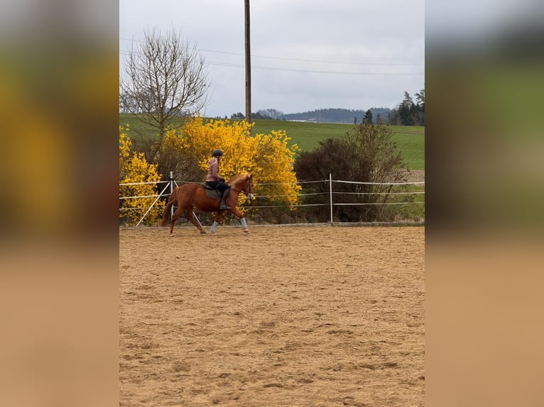 Caballo cuarto de milla Mestizo Yegua 11 años 150 cm Alazán in Linz