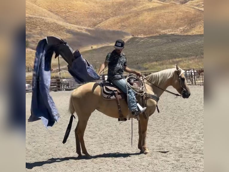 Caballo cuarto de milla Yegua 11 años 150 cm Palomino in Bitterwater CA