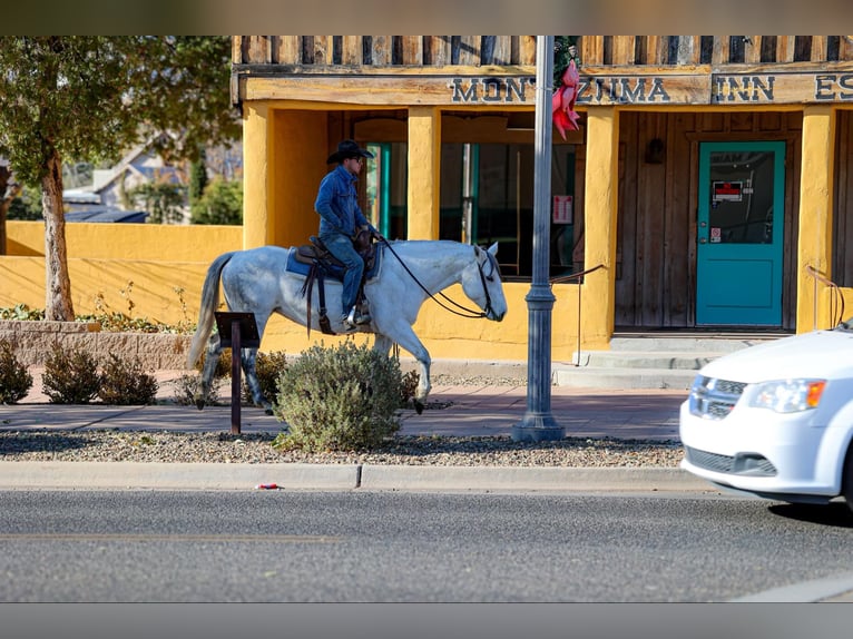 Caballo cuarto de milla Yegua 11 años 150 cm Tordo in Camp Verde AZ