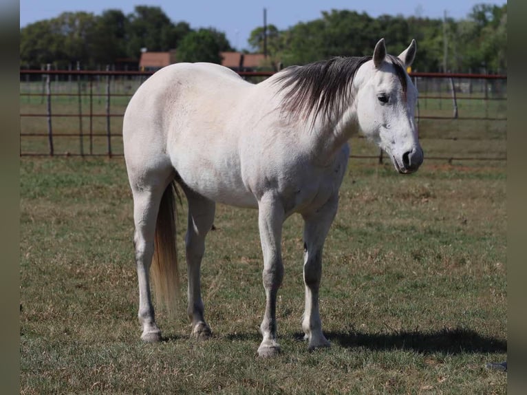 Caballo cuarto de milla Yegua 11 años 150 cm Tordo in Lipan Tx
