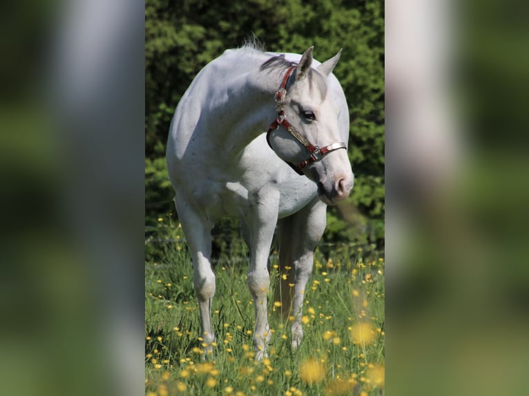 Caballo cuarto de milla Yegua 11 años 150 cm Tordo picazo in Schwarzach