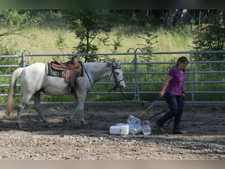 Caballo cuarto de milla Yegua 11 años 150 cm Tordo picazo in Schwarzach